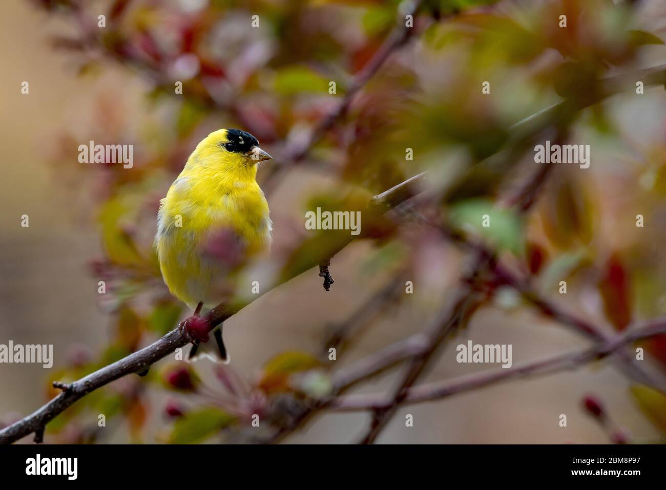 Mâle Goldfinch (petit Goldfinch) dans un arbre de crabe à la recherche d'un compagnon. Ces petits, mais beaux oiseaux sont attirés par les nourrisseurs de cour. Banque D'Images