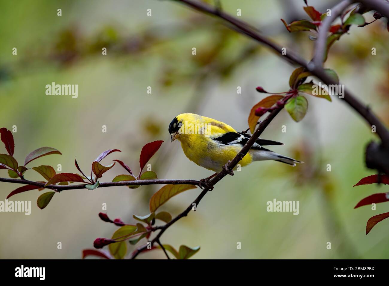 Mâle Goldfinch (petit Goldfinch) dans un arbre de crabe à la recherche d'un compagnon. Ces petits, mais beaux oiseaux sont attirés par les nourrisseurs de cour. Banque D'Images