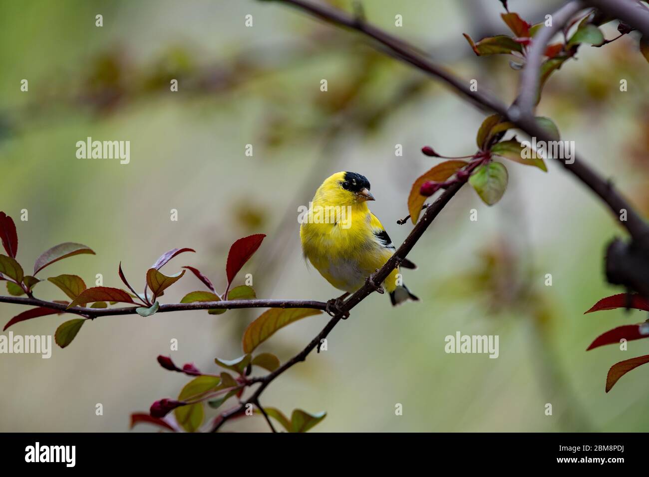 Mâle Goldfinch (petit Goldfinch) dans un arbre de crabe à la recherche d'un compagnon. Ces petits, mais beaux oiseaux sont attirés par les nourrisseurs de cour. Banque D'Images