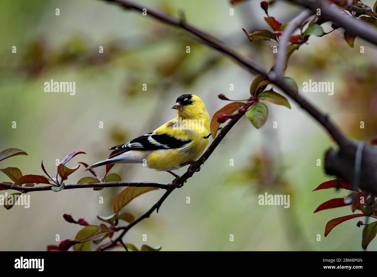 Mâle Goldfinch (petit Goldfinch) dans un arbre de crabe à la recherche d'un compagnon. Ces petits, mais beaux oiseaux sont attirés par les nourrisseurs de cour. Banque D'Images