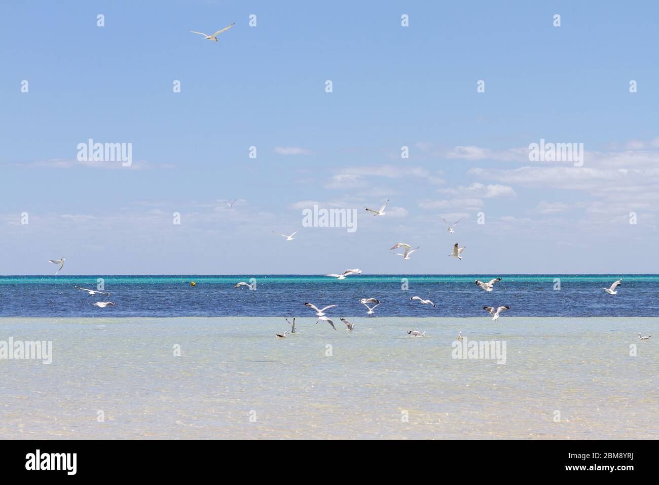 Mouettes à la plage, sur le sable et dans le ciel Banque D'Images