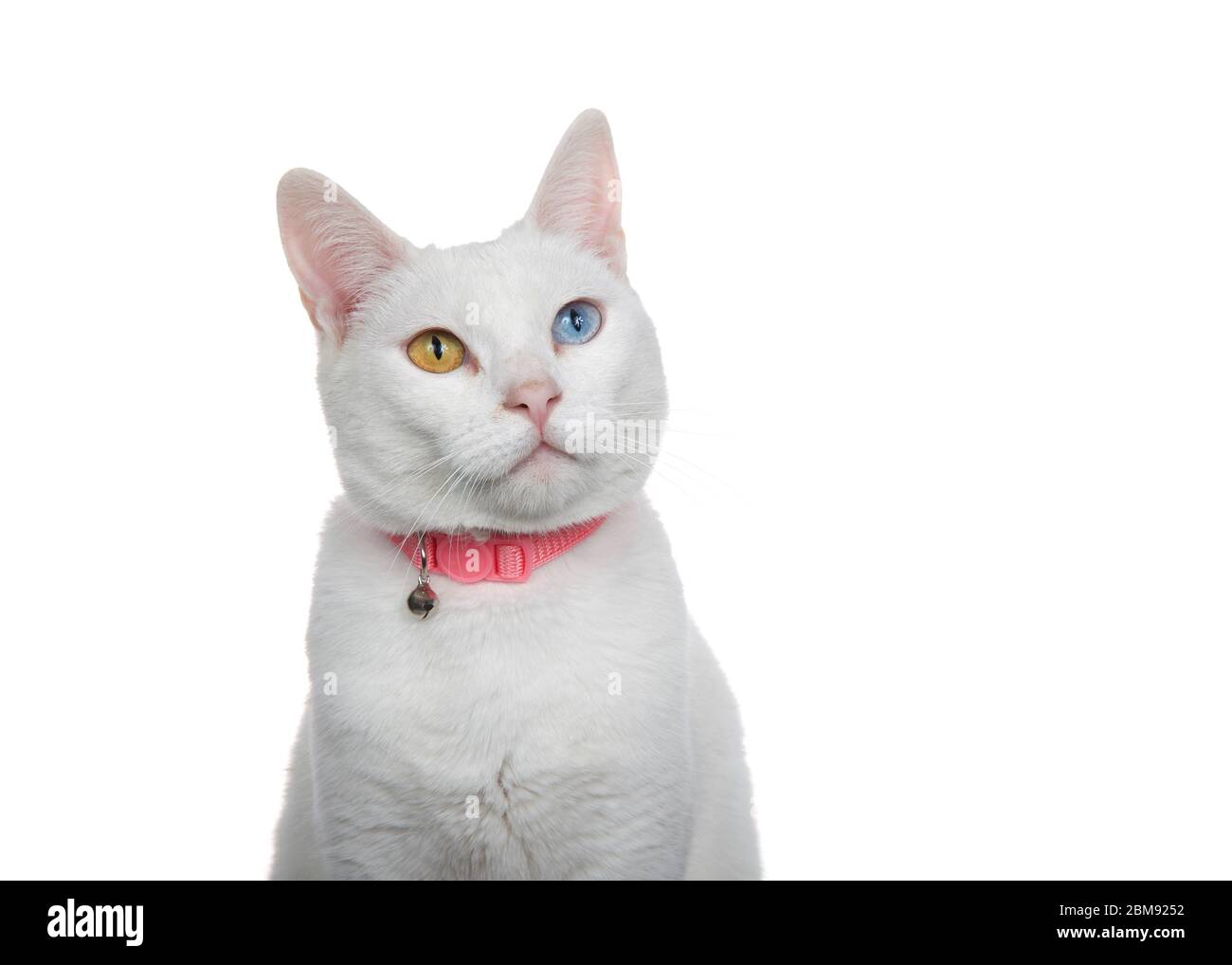 Gros Plan D Un Chat Blanc Avec Heterochromie Yeux Impairs Portant Un Collier Rose Avec Cloche Regarder Legerement Vers Les Spectateurs Avec Curieux Expr Photo Stock Alamy