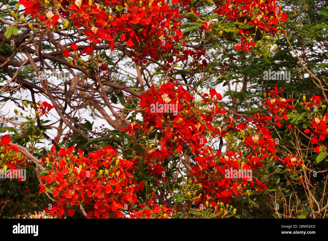 arbre de flamme plein de fleurs rouges fiery au printemps Banque D'Images