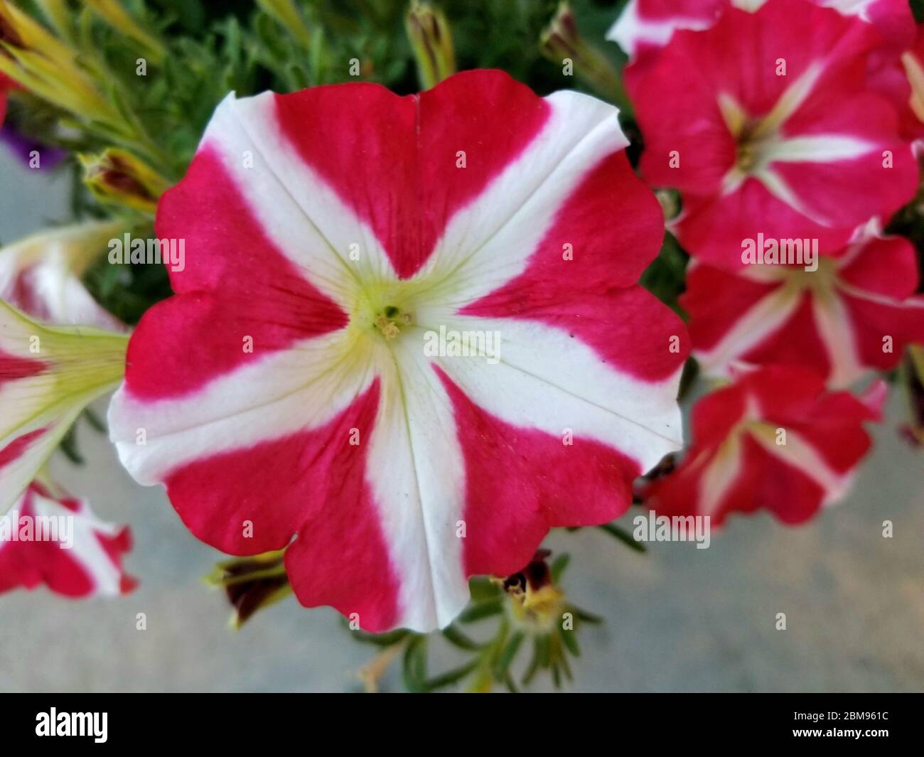 Belle fleur pétunia bicolore en forme d'étoile rose et blanche Banque D'Images