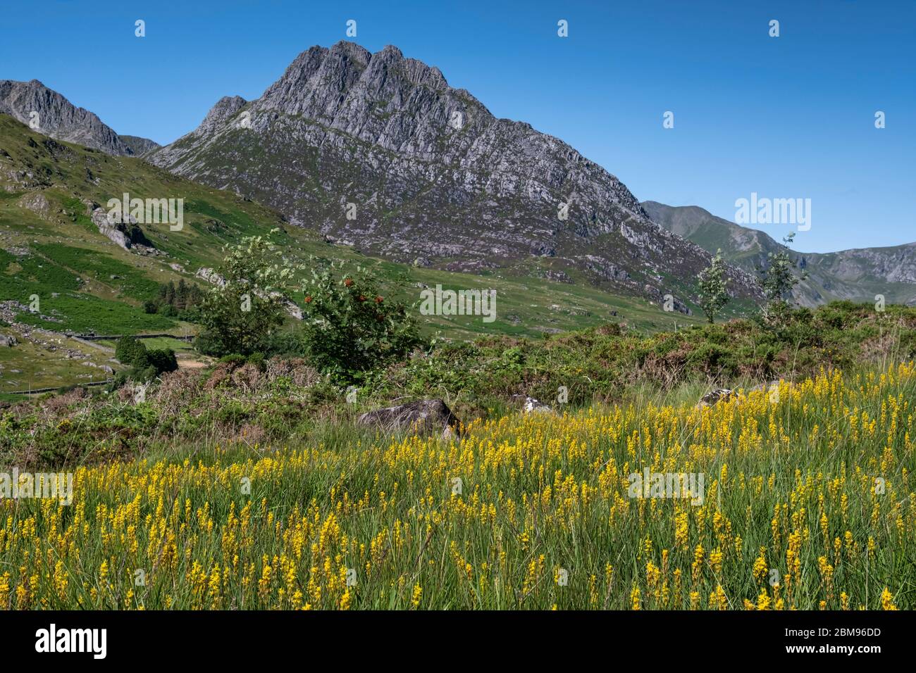 Fleurs sauvages au-dessous de Tryfan, Ogwen Valley, parc national de Snowdonia, pays de Galles du Nord, Royaume-Uni Banque D'Images