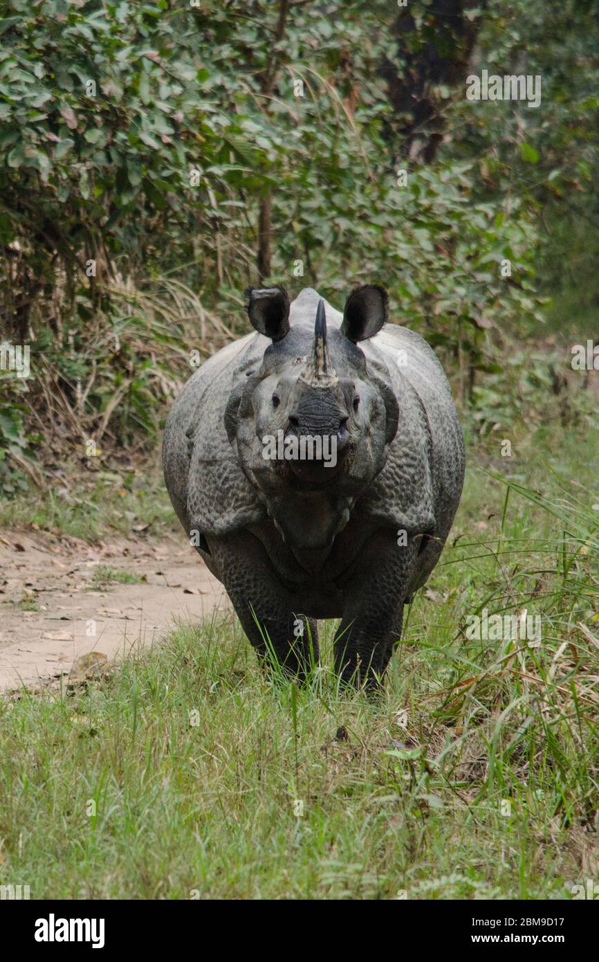 rhinocéros, rhinocéros plural, rhinocéros, ou rhinocéeri, l'une des