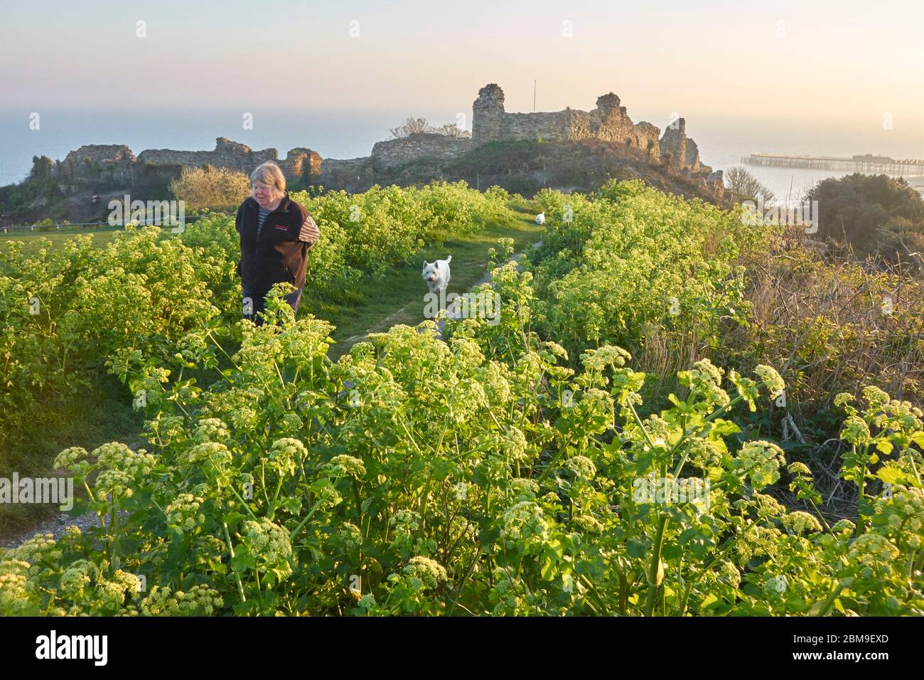 Promenade en soirée au coucher du soleil à côté du château de Hastings, East Sussex, Royaume-Uni au printemps. Alexanders, persil de cheval, Smyrnium olusatrum. Banque D'Images