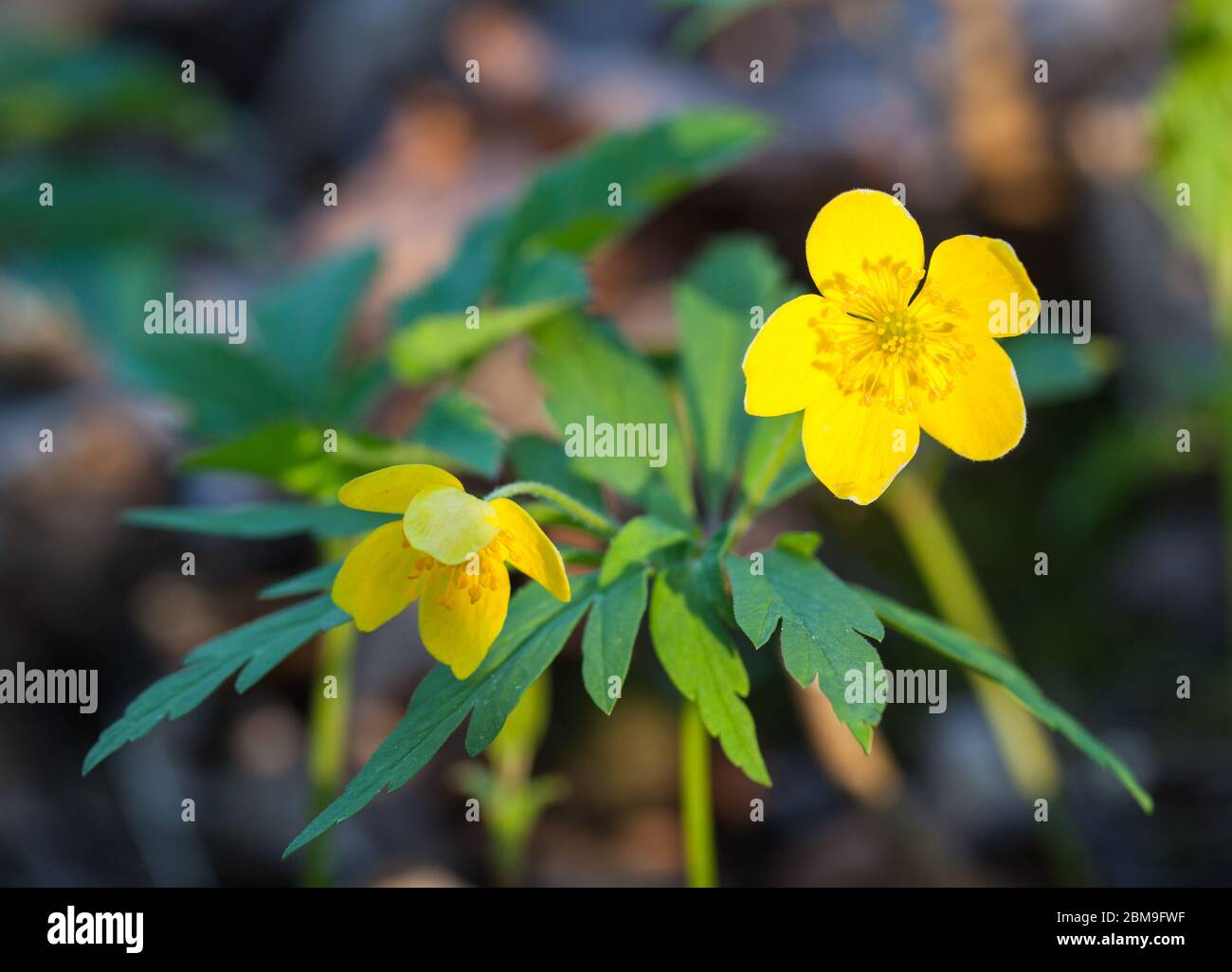 Fleurs d'anémone jaune (Anemone ranunculides) Banque D'Images