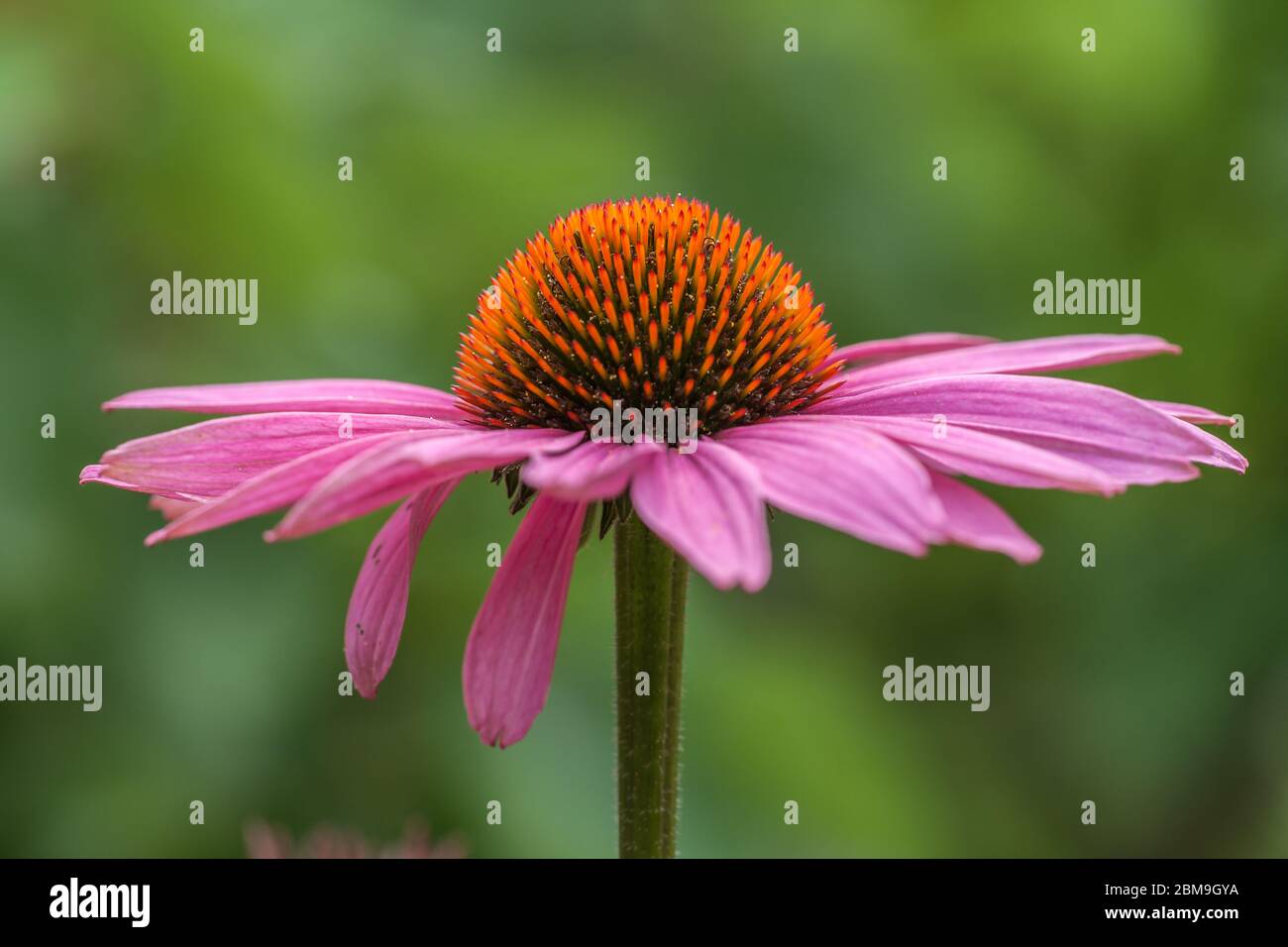Fleur d'une coneflege (échinacée) en rose Banque D'Images