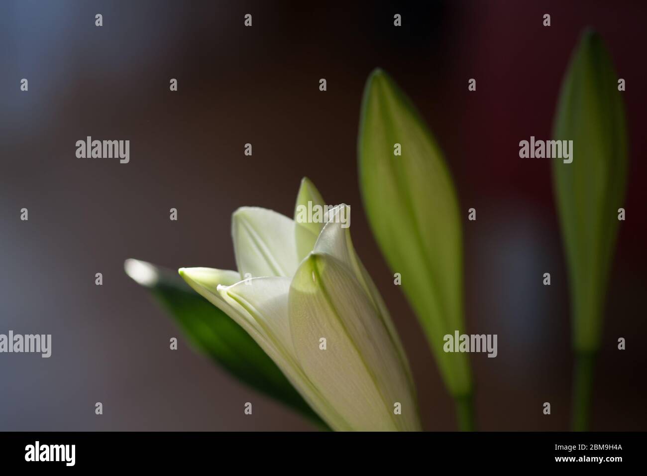 Close-up of a fleurs de lys blanc Banque D'Images