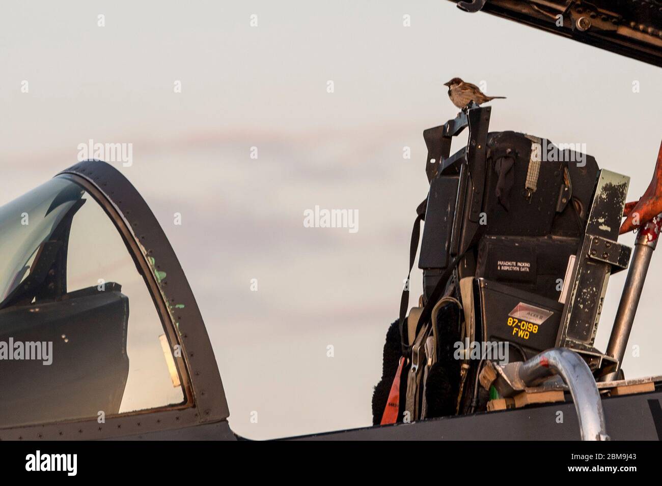 Un petit oiseau perche sur le siège du pilote d'un aigle de grève F-15E, affecté à la 332e Escadre expéditionnaire aérienne, au lever du soleil le 15 avril 2020, à un endroit non divulgué en Asie du Sud-Ouest. Le F-15E est un combattant tactique extrêmement maniable conçu pour permettre à l'Armée de l'Air d'établir une supériorité aérienne sur le champ de bataille. (ÉTATS-UNIS Photo de la Force aérienne par le Sgt. Ralph Branson) Banque D'Images