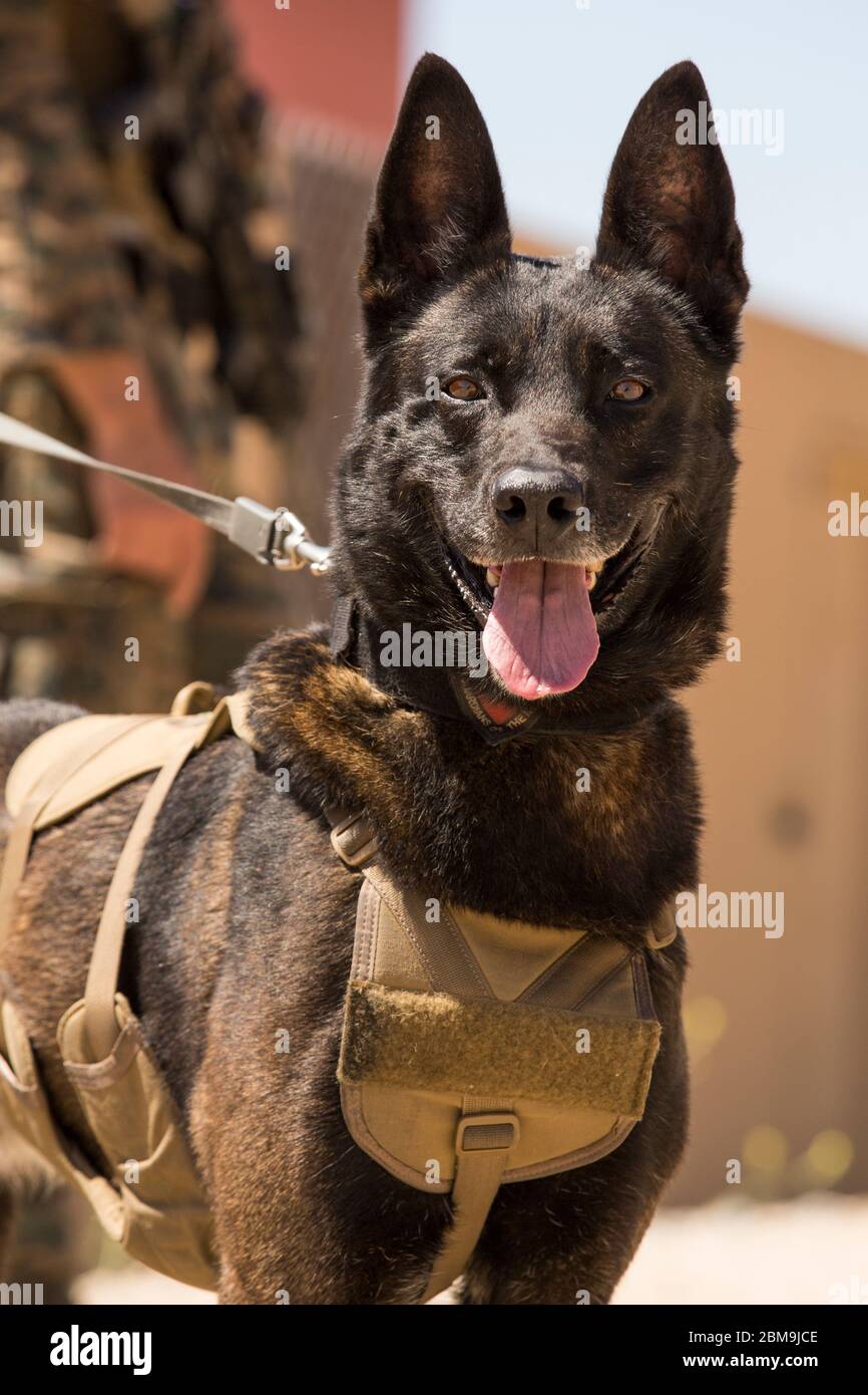 Le chien de travail militaire américain Nero, avec le 1er Bataillon de l'application de la loi, 15e unité expéditionnaire maritime, pose pour une photo lors d'un cours d'interopérabilité au sol au camp de base du corps maritime de Pendleton, Californie, le 27 avril 2020. Le cours porte sur l'exécution de profils de mission partiels et complets de raids terrestres, spécialisés et à échelle limitée qui préparent la 15e force de reconnaissance de tous les domaines de l'UMM et les facilitateurs pour des opérations maritimes plus complexes. (ÉTATS-UNIS Photo du corps marin par Cpl. Sarah Stegall) Banque D'Images