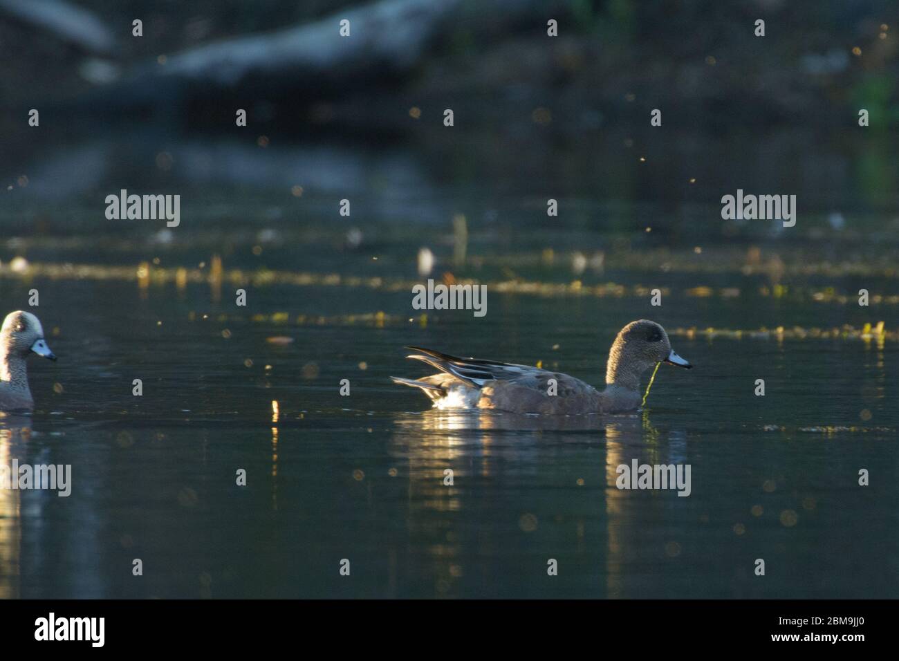 canard américain de l'esperon nageant dans l'eau Banque D'Images