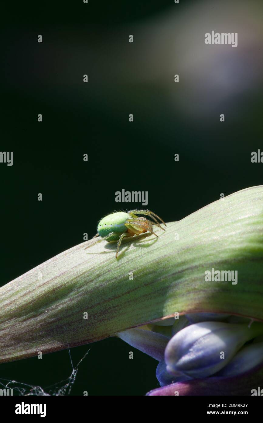 Macro d'une petite araignée verte sur une plante verte avec espace de copie Banque D'Images