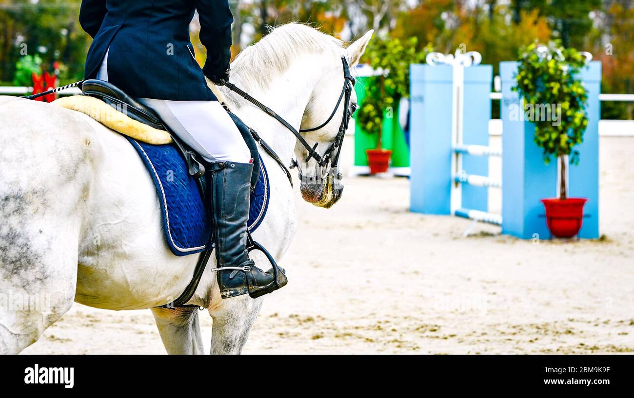 Cheval et cavalier en uniforme. Beau portrait blanc de cheval pendant la compétition de saut de sport équestre, espace de copie. Banque D'Images