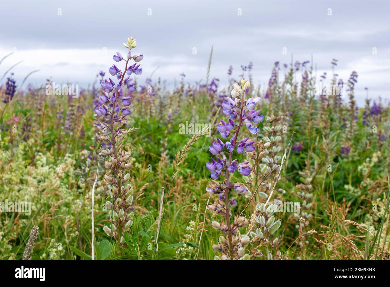 Champ de fleurs lupin colorées, dans les tons de violet et de rose. North Rustico Beach, parc national de l'Île-du-Prince-Édouard, Canada Banque D'Images