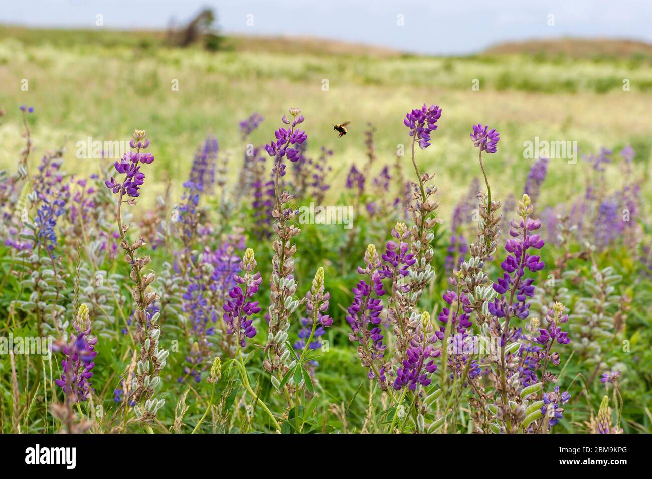 Champ de fleurs lupin colorées, dans les tons de violet et de rose. North Rustico Beach, parc national de l'Île-du-Prince-Édouard, Canada Banque D'Images