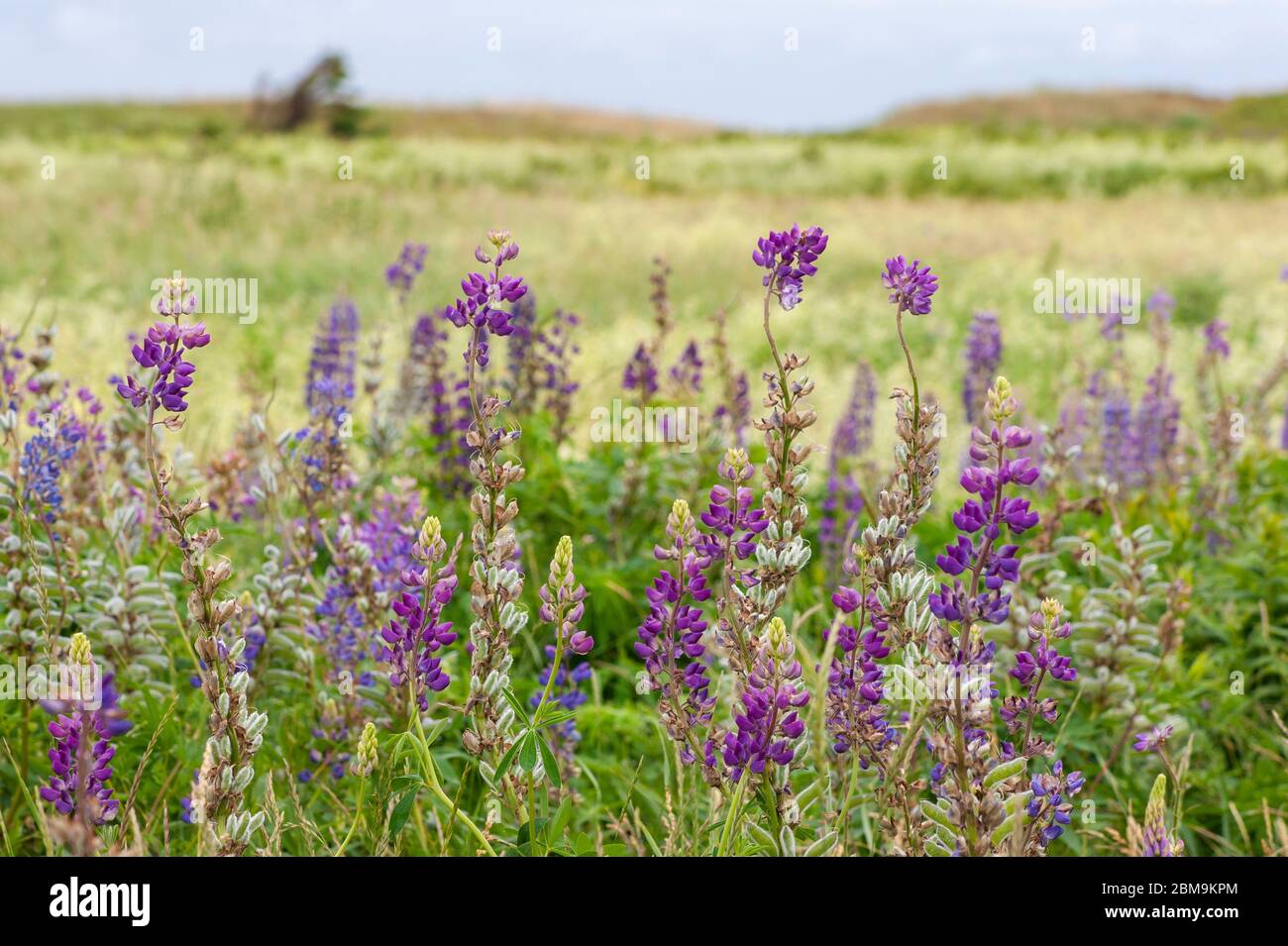 Champ de fleurs lupin colorées, dans les tons de violet et de rose. North Rustico Beach, parc national de l'Île-du-Prince-Édouard, Canada Banque D'Images