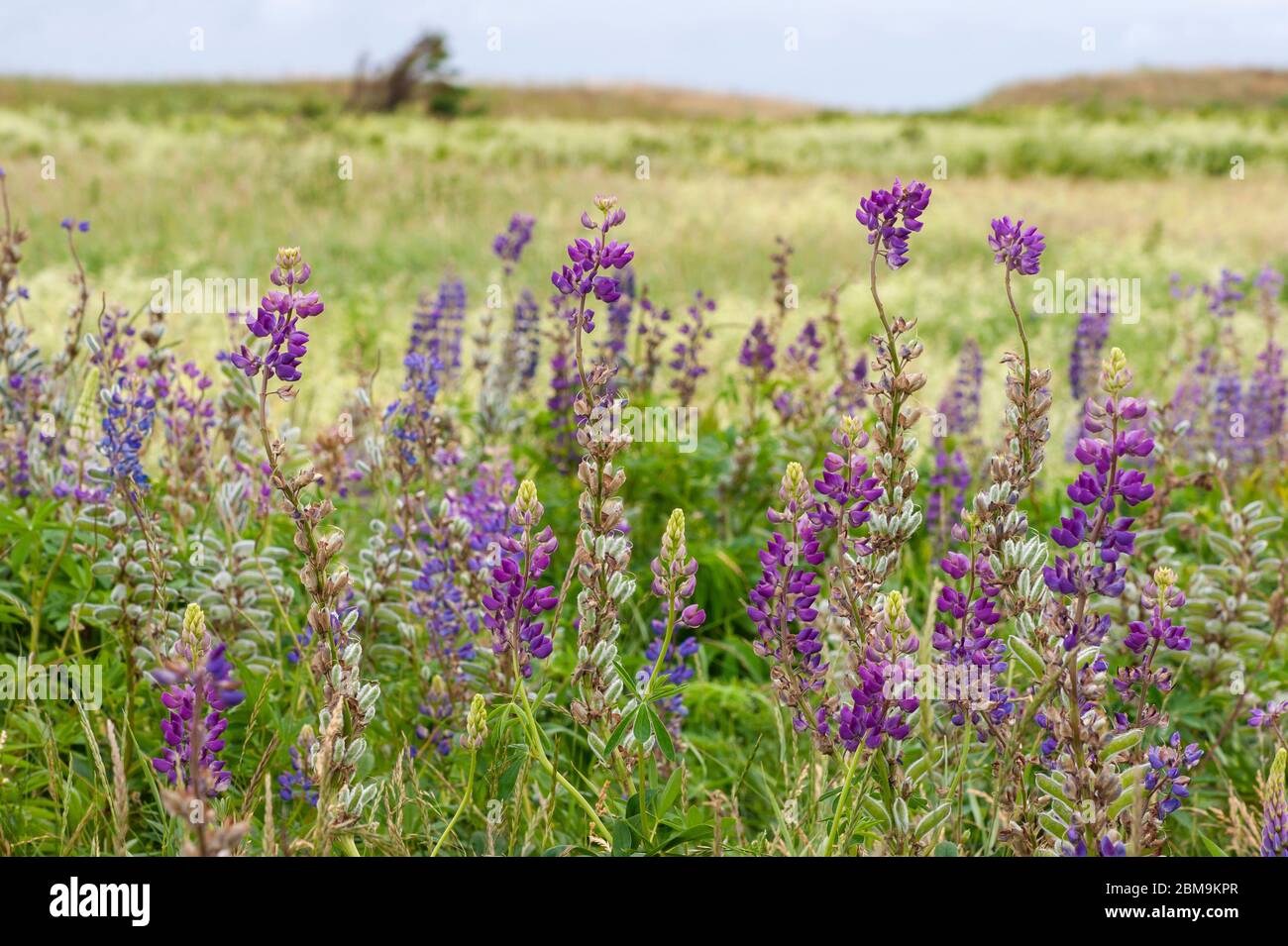 Champ de fleurs lupin colorées, dans les tons de violet et de rose. North Rustico Beach, parc national de l'Île-du-Prince-Édouard, Canada Banque D'Images