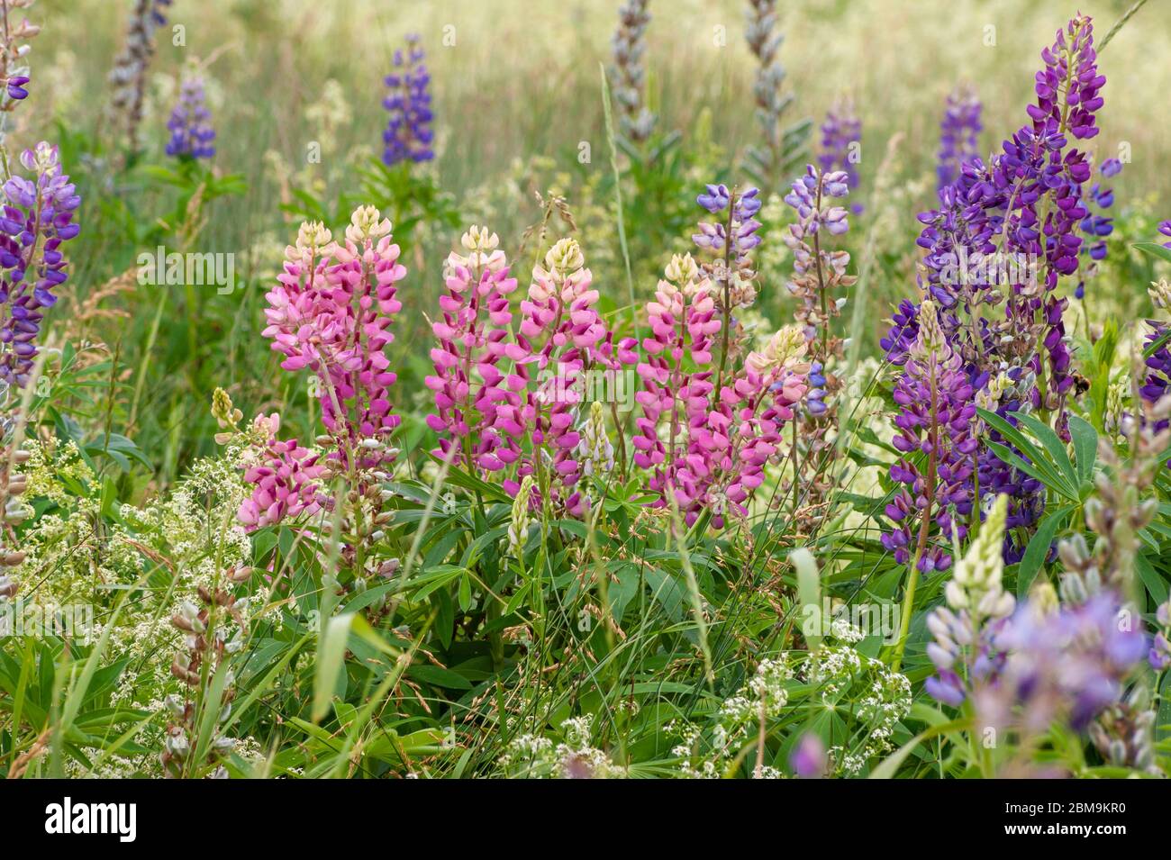 Champ de fleurs lupin colorées, dans les tons de violet et de rose. North Rustico Beach, parc national de l'Île-du-Prince-Édouard, Canada Banque D'Images