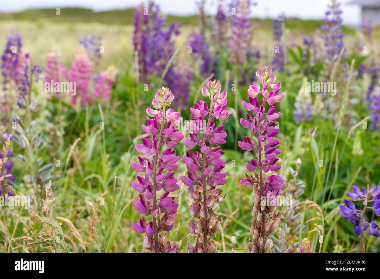 Champ de fleurs lupin colorées, dans les tons de violet et de rose. North Rustico Beach, parc national de l'Île-du-Prince-Édouard, Canada Banque D'Images