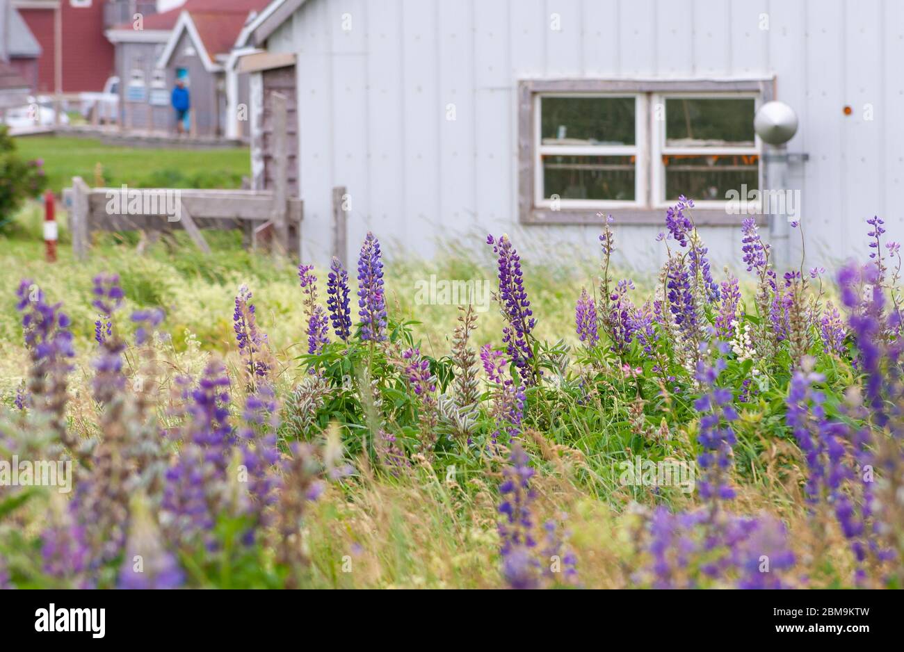 Champ de fleurs lupin colorées, dans les tons de violet et de rose. North Rustico Beach, parc national de l'Île-du-Prince-Édouard, Canada Banque D'Images