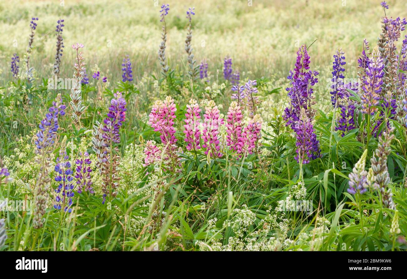 Champ de fleurs lupin colorées, dans les tons de violet et de rose. North Rustico Beach, parc national de l'Île-du-Prince-Édouard, Canada Banque D'Images