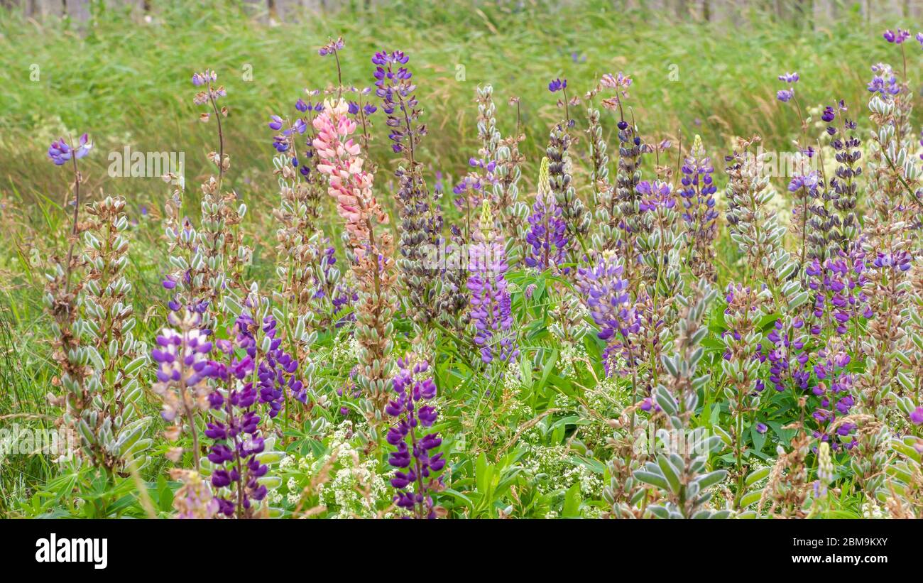 Champ de fleurs lupin colorées, dans les tons de violet et de rose. North Rustico Beach, parc national de l'Île-du-Prince-Édouard, Canada Banque D'Images