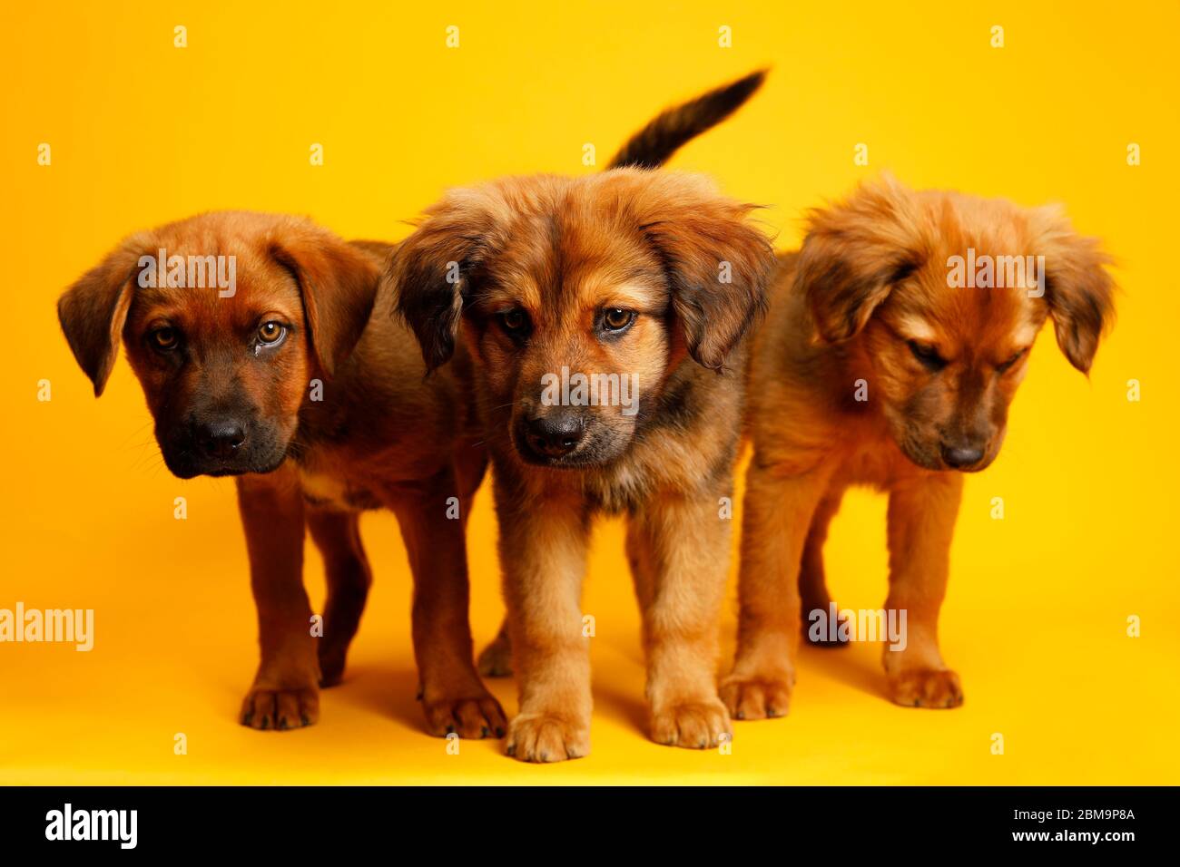 San Diego, CALIFORNIE, États-Unis. 7 mai 2020. Trois chiots secourus, en voie d'adoption à un sauvetage de chien de San Diego pose pour une photo sur une goutte de dos jaune. Les adoptions animales des sauvetons et des refuges ont atteint des niveaux records dans tout le pays pendant la pandémie du coronavirus. Crédit : KC Alfred/ZUMA Wire/Alay Live News Banque D'Images