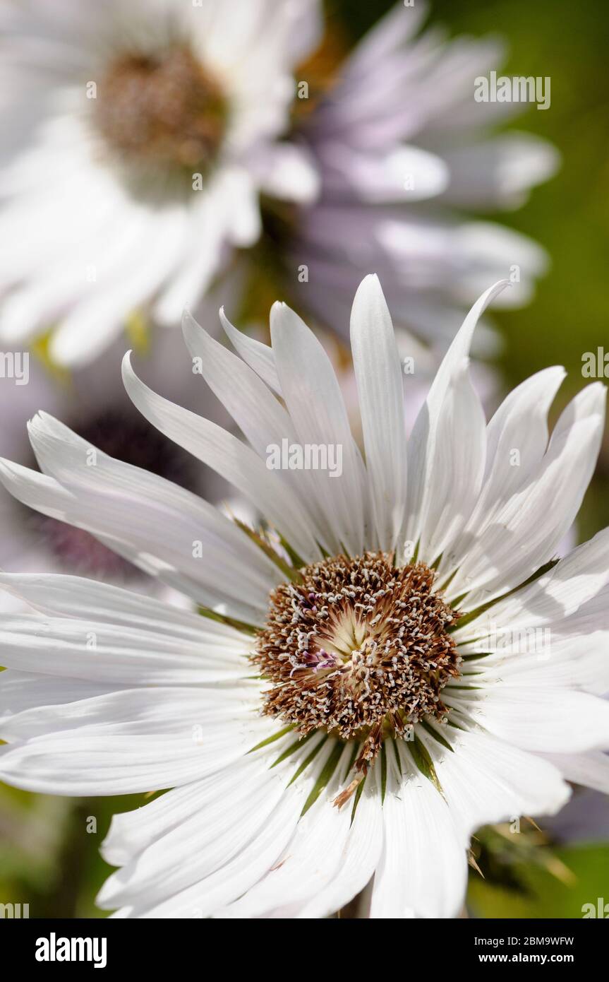 Fleurs blanches de Berkheya purpurea Silver Spike, Silver Spike, chardon africain. Banque D'Images