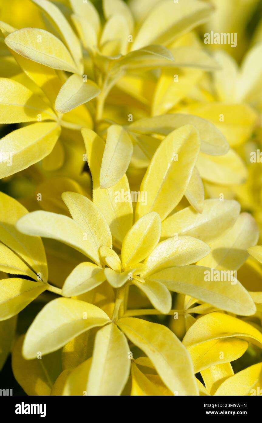 Feuilles jaune doré de Hamamelis × intermedia 'Diane', noisette de sorcière 'Diane' Banque D'Images