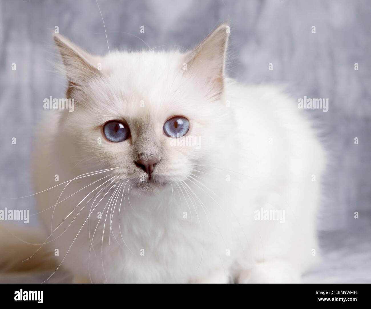 Un portrait de chat sacré de birmanie avec fond bleuâtre Banque D'Images