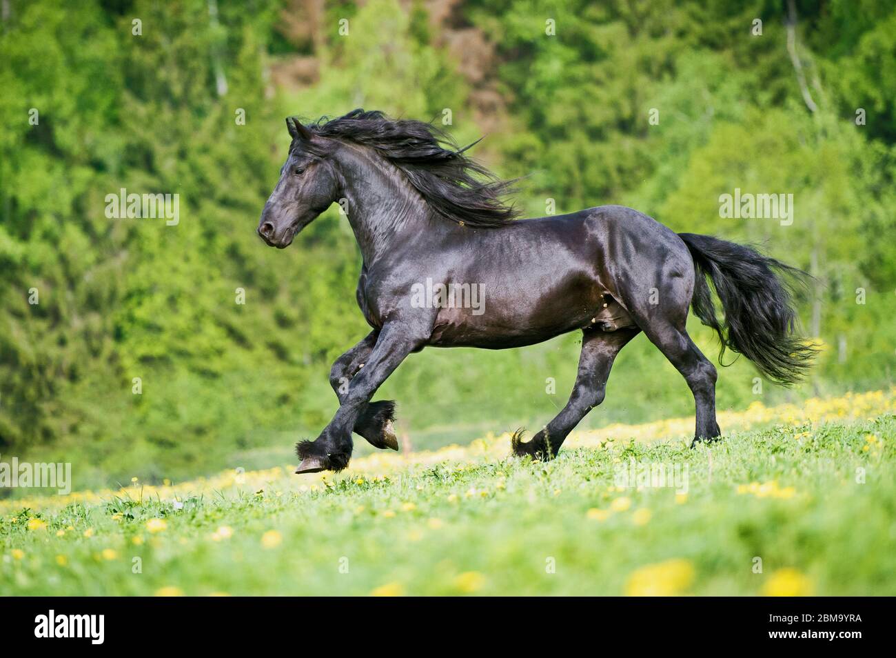 Gallops de stalion de frise noire au coucher du soleil Banque D'Images