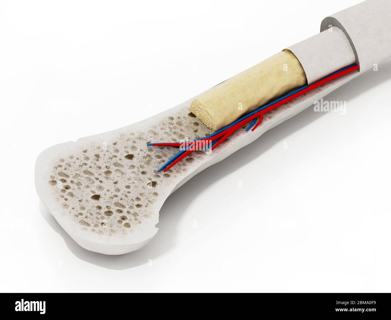 Coupe transversale d'un os humain montrant la moelle osseuse, l'os spongieux et les vaisseaux sanguins. Illustration 3D. Banque D'Images