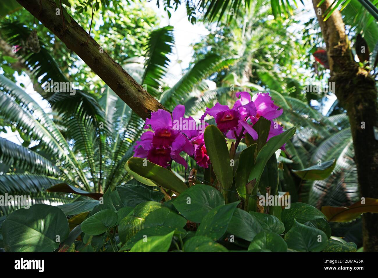 Gros plan Cattleya hybride fleur d'orchidée pourpre Banque D'Images