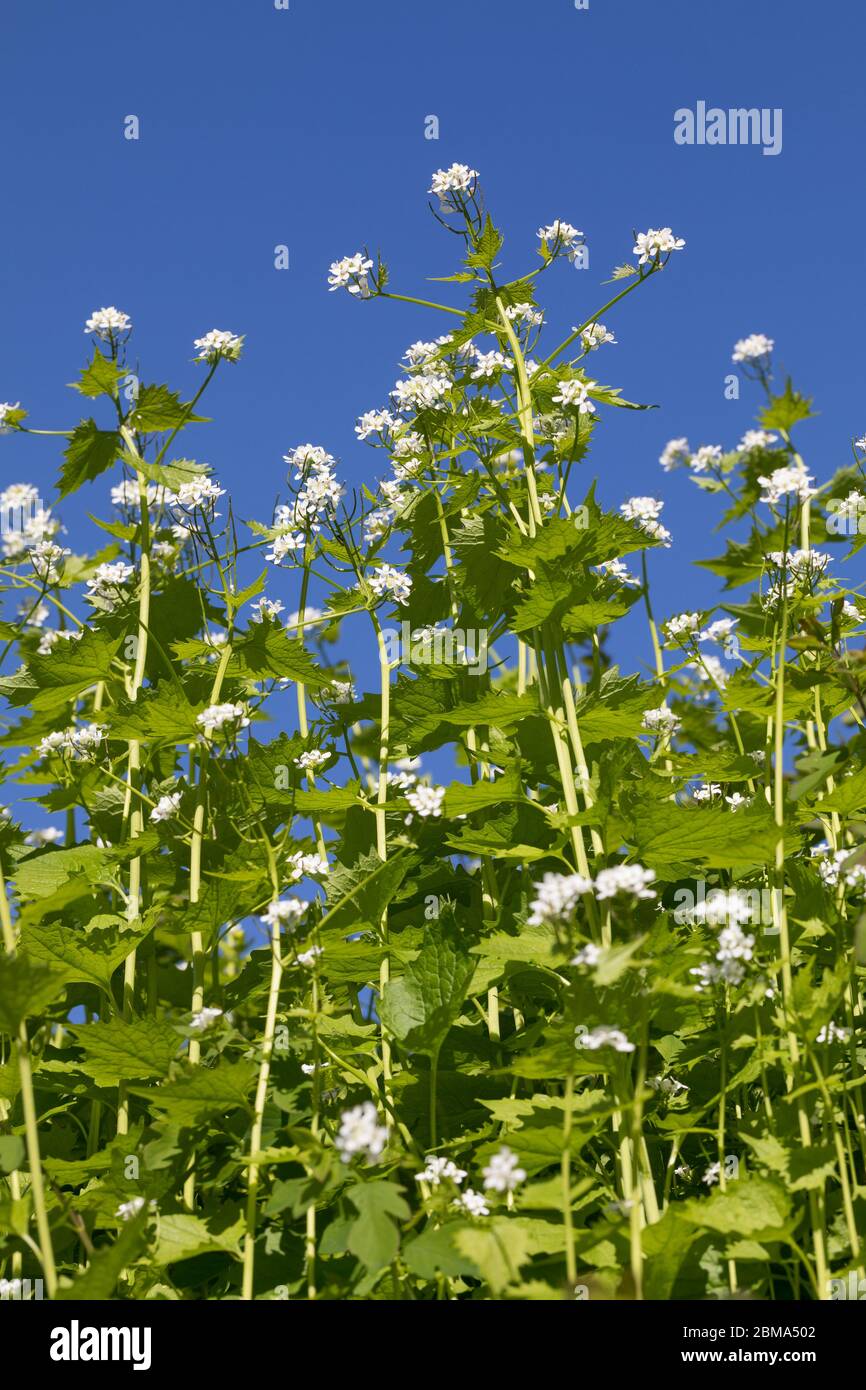 Knoblauchsrauke, Gewöhnliche Knoblauchsrauke, Knoblauchrauke, Knoblauch-Rauke, Knoblauchs-Rauke, Lauchkraut, Knoblauchskraut, Knoblauchhederich, Knobl Banque D'Images