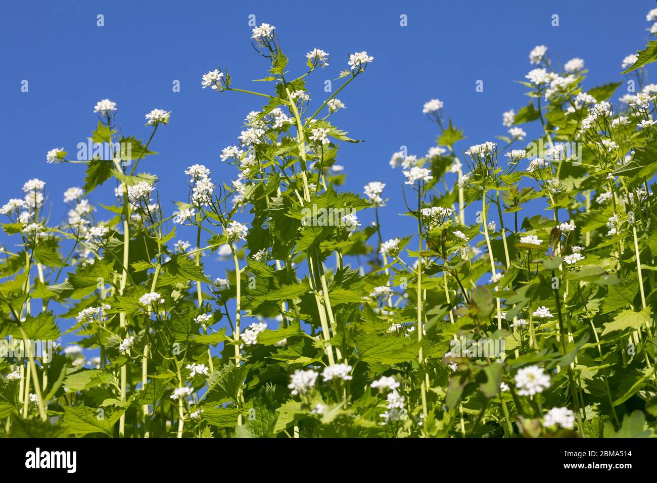 Knoblauchsrauke, Gewöhnliche Knoblauchsrauke, Knoblauchrauke, Knoblauch-Rauke, Knoblauchs-Rauke, Lauchkraut, Knoblauchskraut, Knoblauchhederich, Knobl Banque D'Images