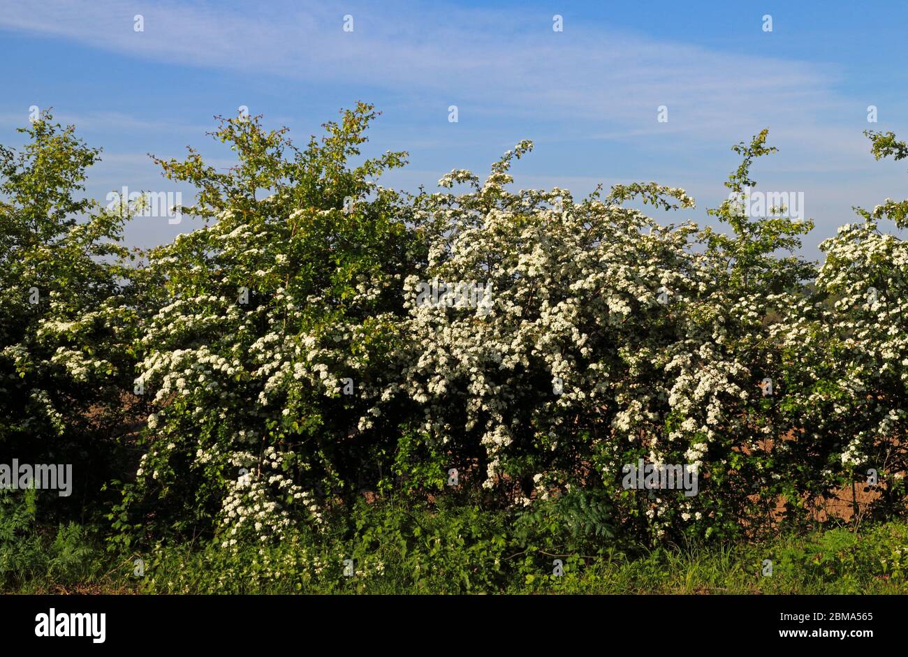 A Hawthorn, Crataegus monogyna, en fleur au printemps dans un hedgerow par la route A1067 à Hellesdon, Norfolk, Angleterre, Royaume-Uni, Europe. Banque D'Images