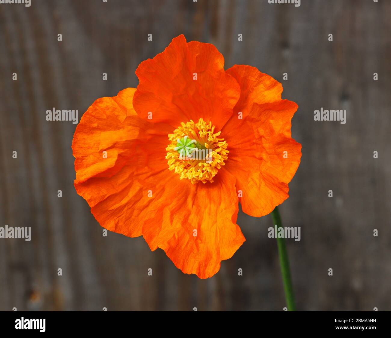 Gros plan de la fleur d'un coquelicot islandais, Papaver nudicaule, dans une frontière de jardin anglaise au printemps. Banque D'Images