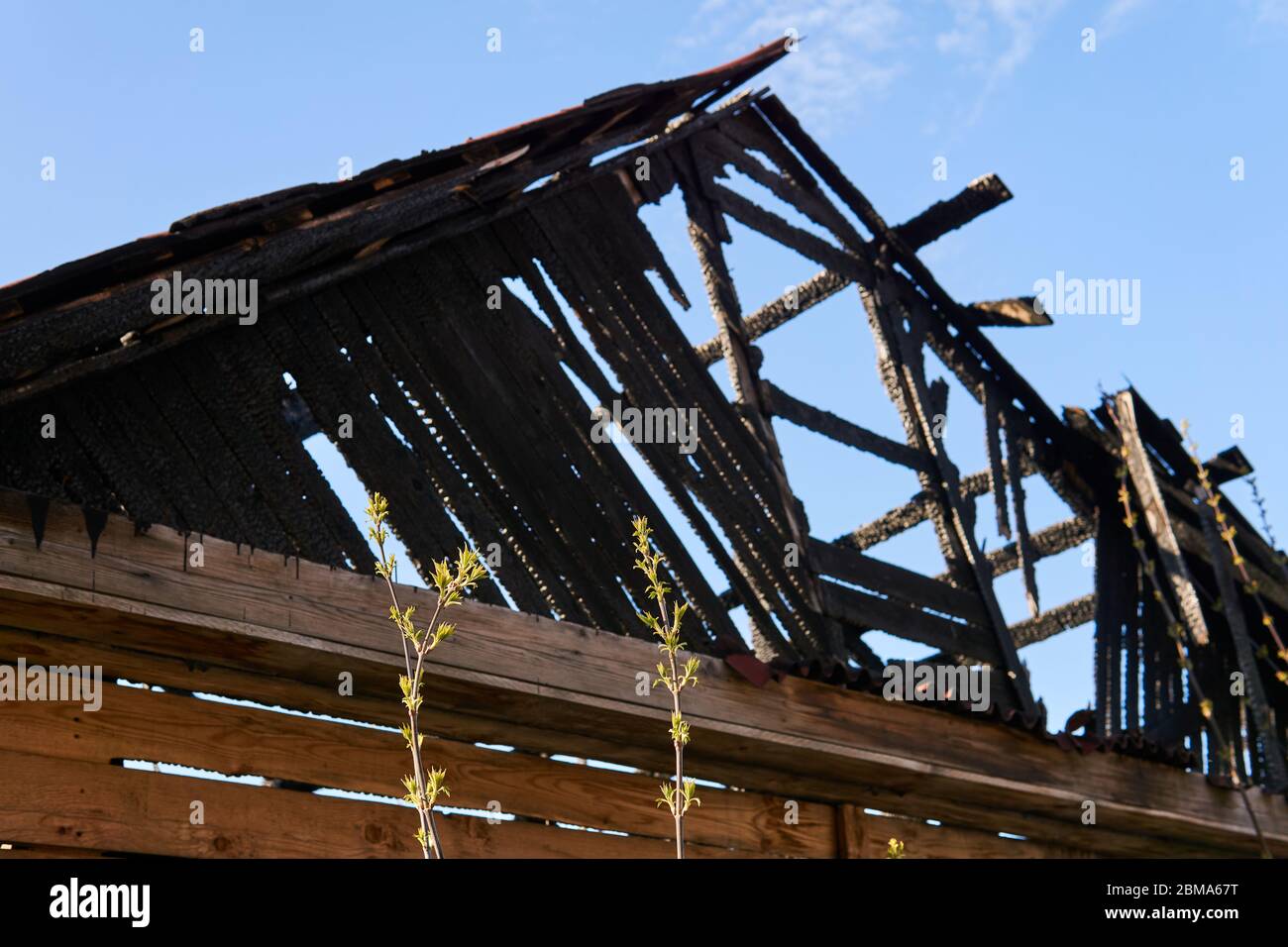 pousses vertes contre un squelette charré d'une maison brûlée Banque D'Images