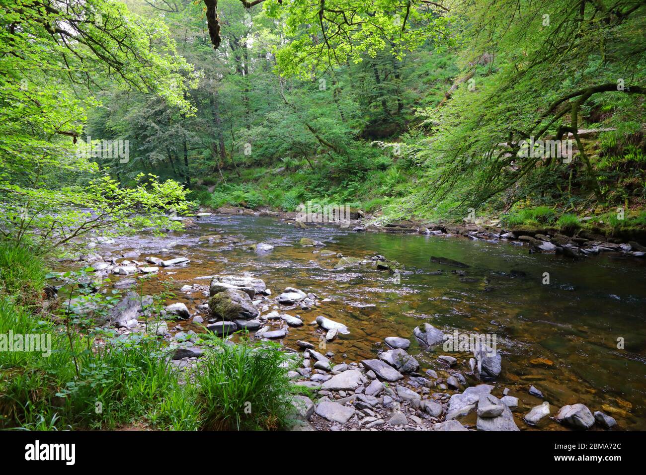 La rivière Barle à Tarr, marches Réserve naturelle nationale Woodland, Parc national Exmoor, Somerset, Angleterre Banque D'Images