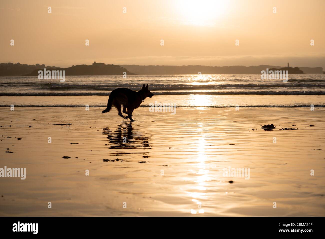 Berger allemand courant libre de la laisse et jouer sur une plage amicale de chiens au coucher du soleil. Animaux de compagnie bienvenus destination de vacances publicité et chien lo Banque D'Images