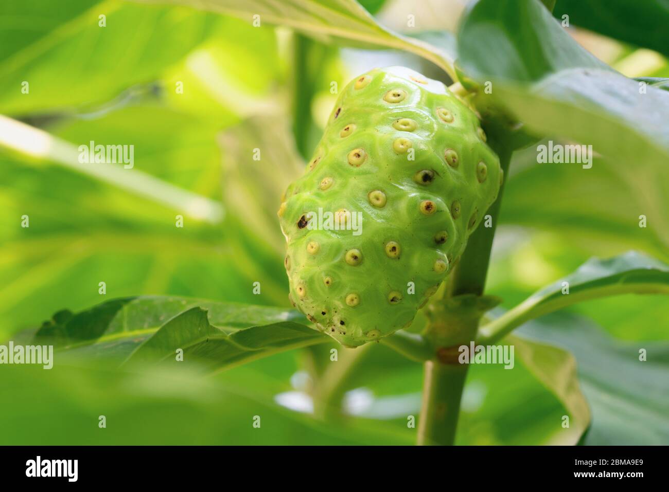 Gros plan du fruit Noni sur l'arbre Banque D'Images