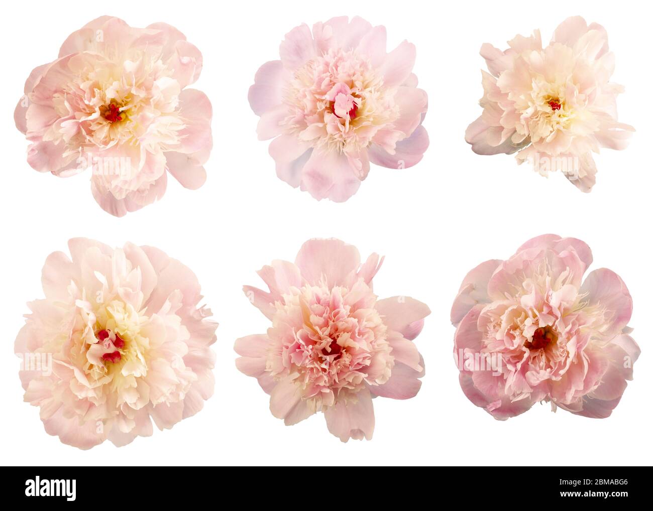 six fleurs de pivoine isolées sur fond blanc Banque D'Images