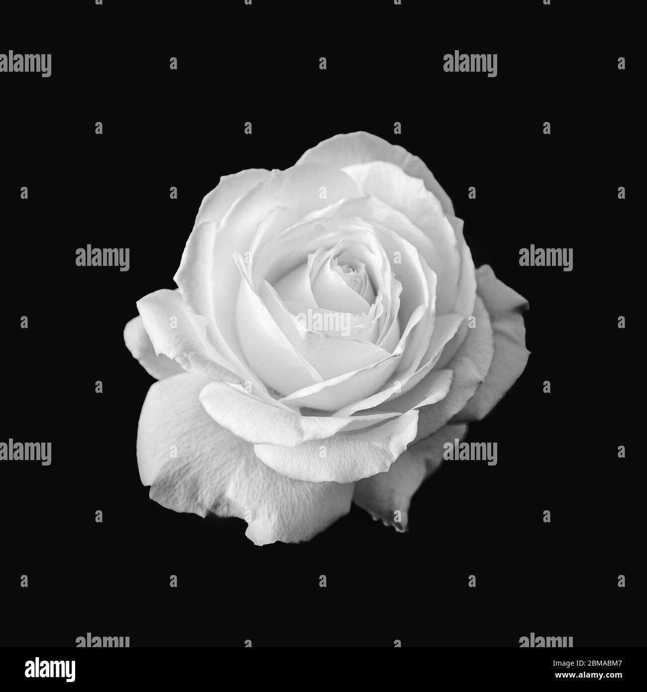 Fleur rose blanc pur Noir et blanc Banque D'Images