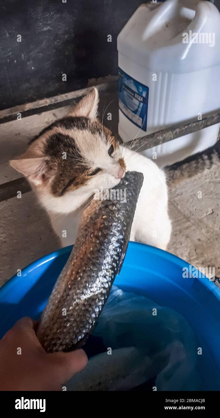 Le Chat Mange Du Poisson Dans Un Seau Prise De Poisson Pour Chat Photo Stock Alamy