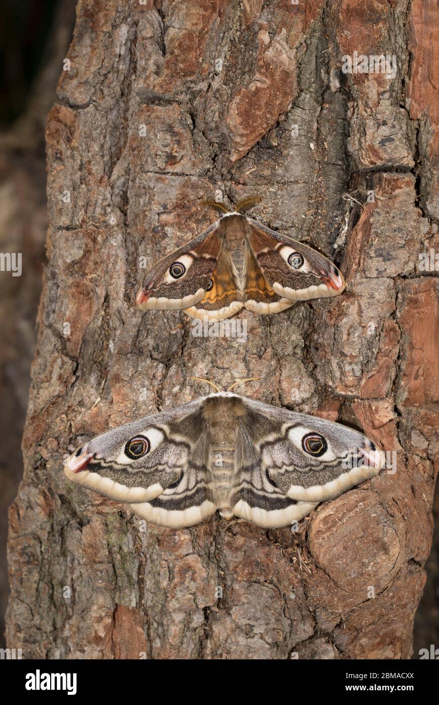 Kleines Nachtpfauenauge - Maennchen + Weibchen, Saturnia pavonia, petite papillon empereur - mâle + femelle Banque D'Images
