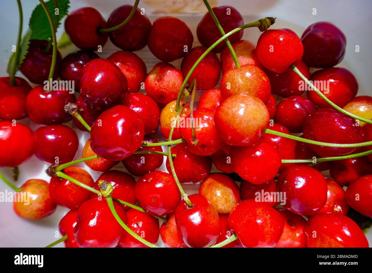 Cerises rouges fraîchement cueillies dans une boîte en plastique, Ariège, Pyrénées françaises, Pyrénées, France Banque D'Images