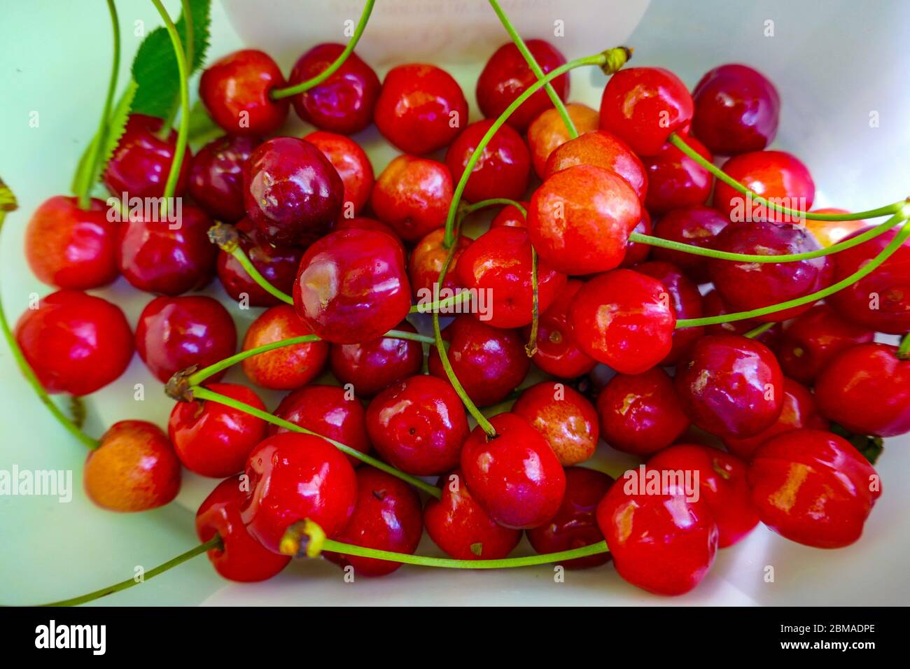 Cerises rouges fraîchement cueillies dans une boîte en plastique, Ariège, Pyrénées françaises, Pyrénées, France Banque D'Images