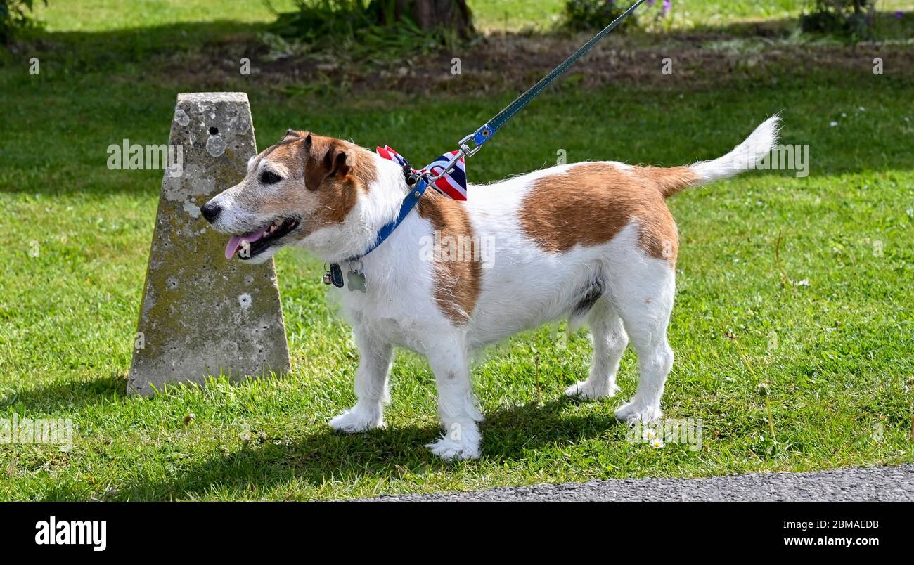Littlehampton UK 8 mai 2020 - ce chien porte un noeud papillon Union Jack pour commémorer l'anniversaire de la Ve journée dans le village de Ferring près de Worthing pendant les restrictions de verrouillage de la pandémie du coronavirus COVID-19. Il y a 75 ans que la victoire en Europe sur les Allemands a été annoncée pendant la deuxième Guerre mondiale : crédit Simon Dack / Alamy Live News Banque D'Images